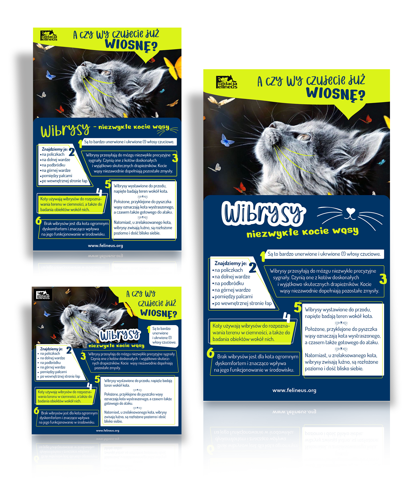 Fundacja Felineus - materiały promocyjne